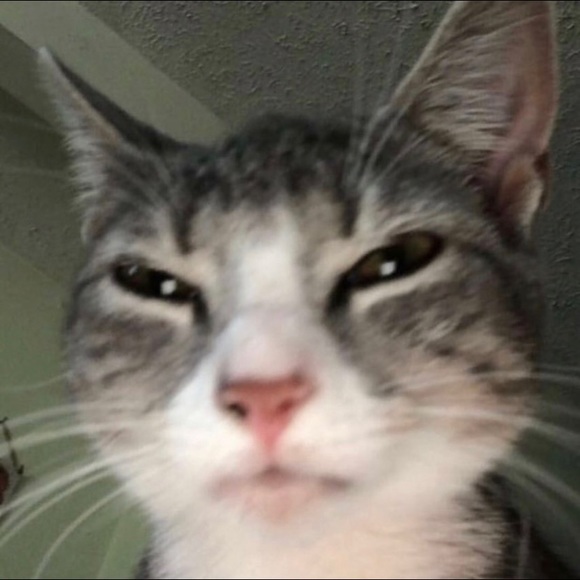 Meet your Posher, Aaliyah - Picture 1 of 1